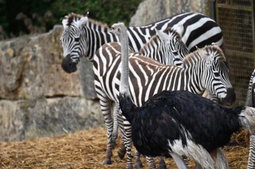 Why an ostrich from a safari park thinks he's a zebra