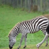 Why an ostrich from a safari park thinks he's a zebra
