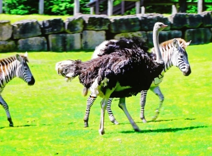 Why an ostrich from a safari park thinks he's a zebra