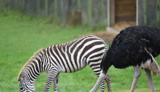 Why an ostrich from a safari park thinks he's a zebra