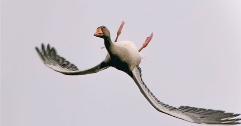 Why do wild geese fly upside down
