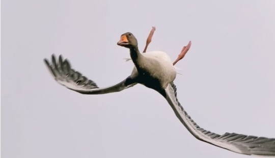 Why do wild geese fly upside down