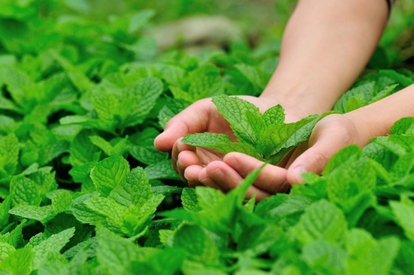 Why is mint called a female plant and why is it dangerous for men