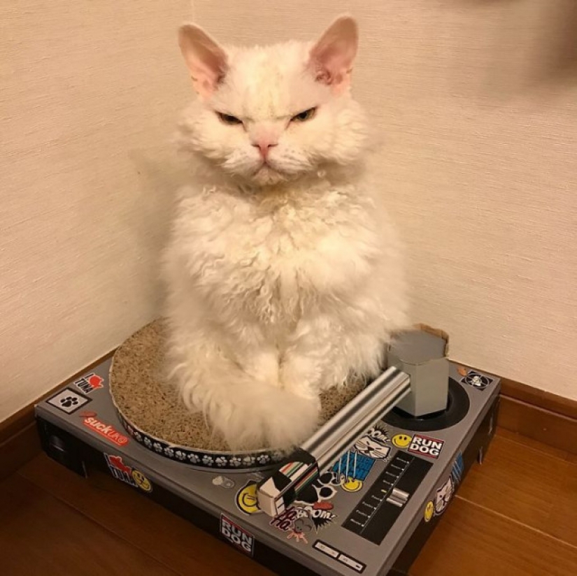 Why Japan's Chiriko cat always looks unhappy