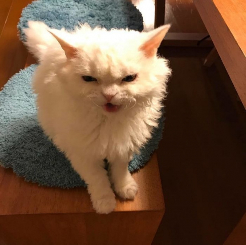 Why Japan's Chiriko cat always looks unhappy