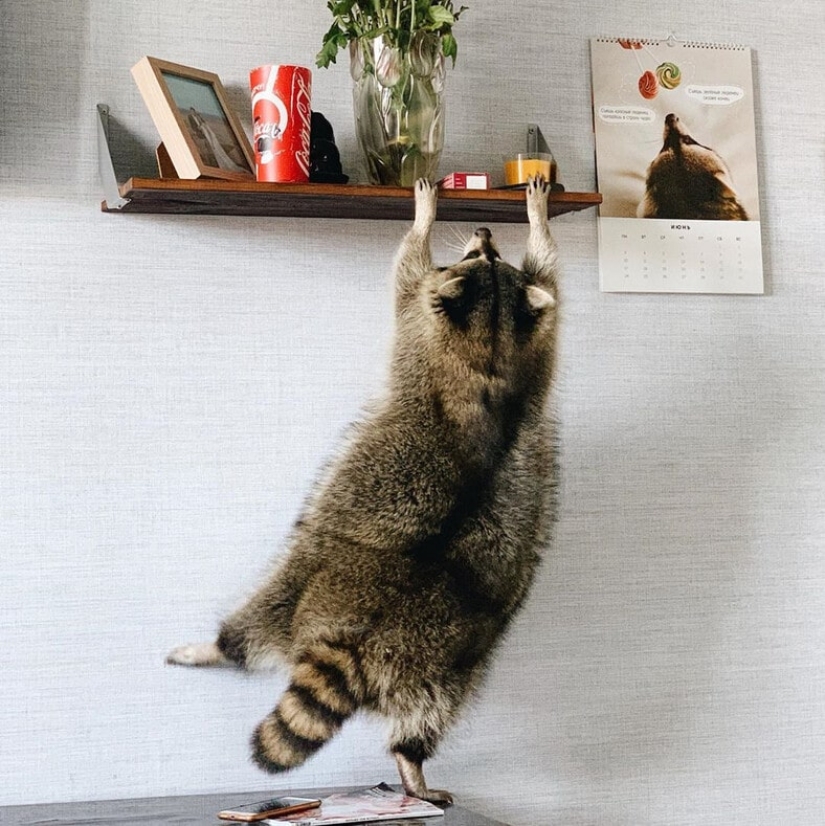 Why the fat raccoon Theme from Kemerovo became a star of social networks