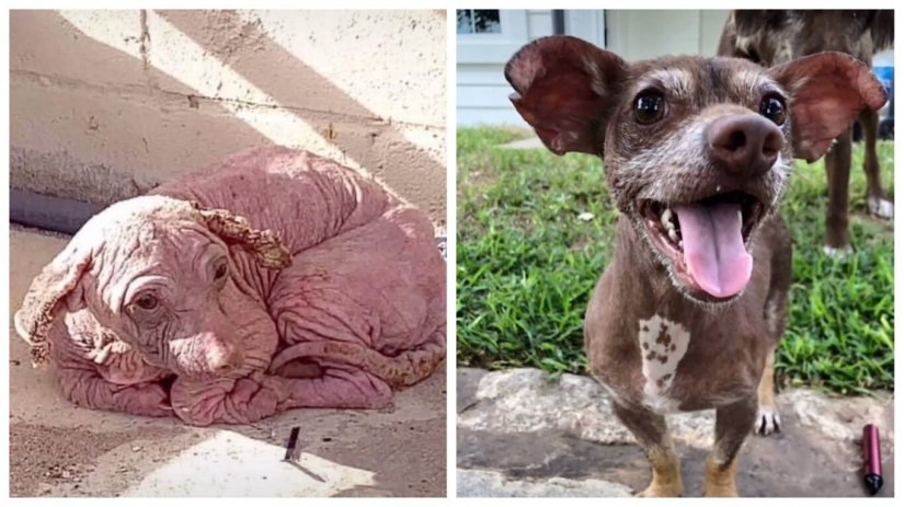 Wonderful story of the rescue of a homeless dog named Dobby