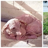 Wonderful story of the rescue of a homeless dog named Dobby