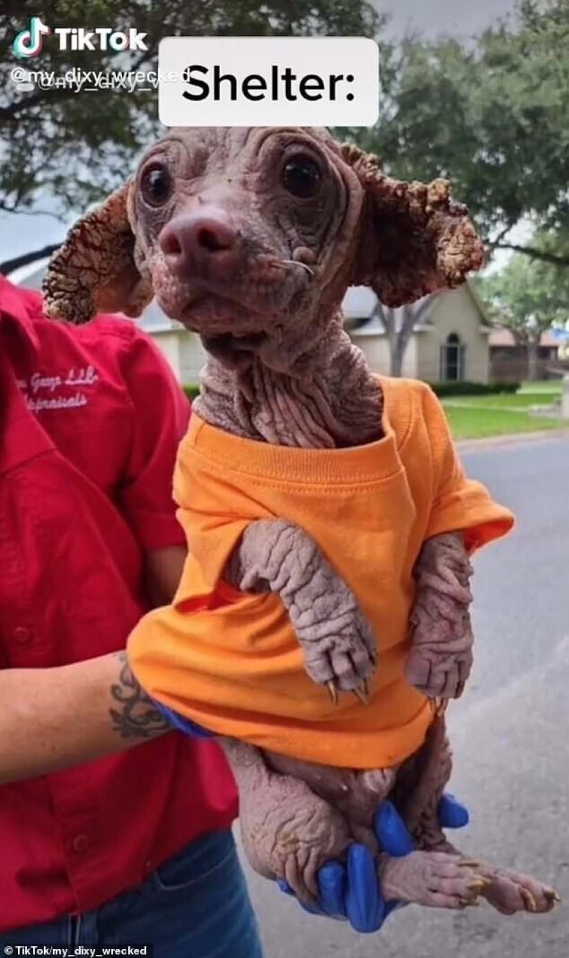 Wonderful story of the rescue of a homeless dog named Dobby