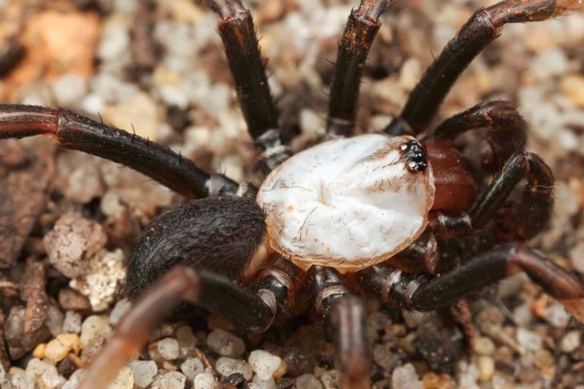 Ya el rastreo a través de usted: top 10 espeluznante Australiano asesino arañas