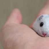 Yo no soy un gato, no me trazo: el artista revela la naturaleza única de las piedras