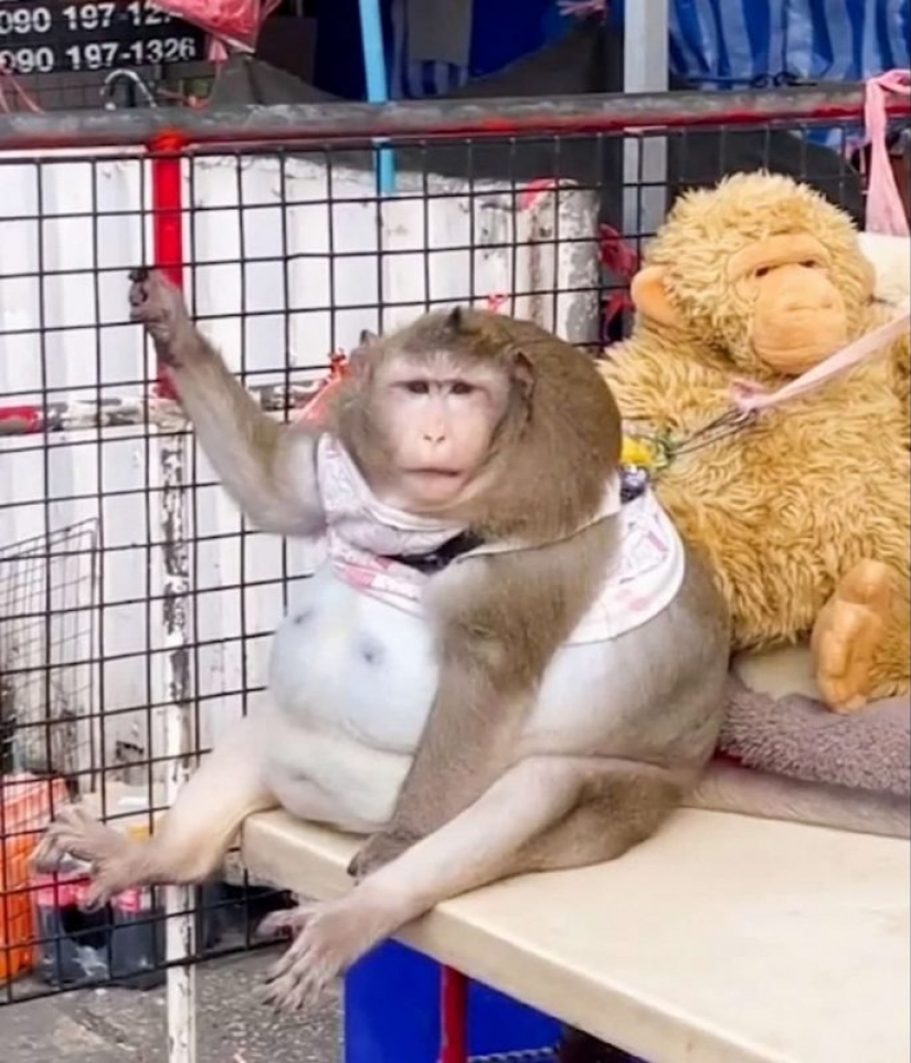You just look at this round-the monkey! Here's how it fattened on the market in Thailand