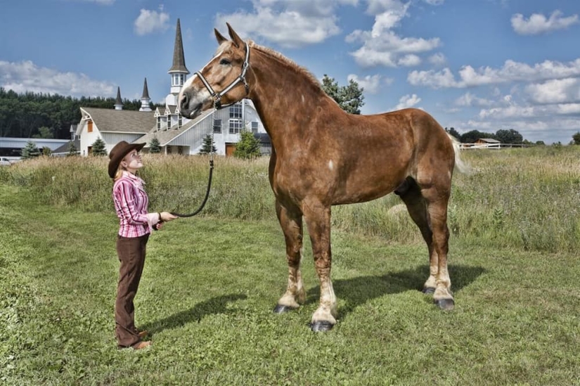 10 abnormally large animals