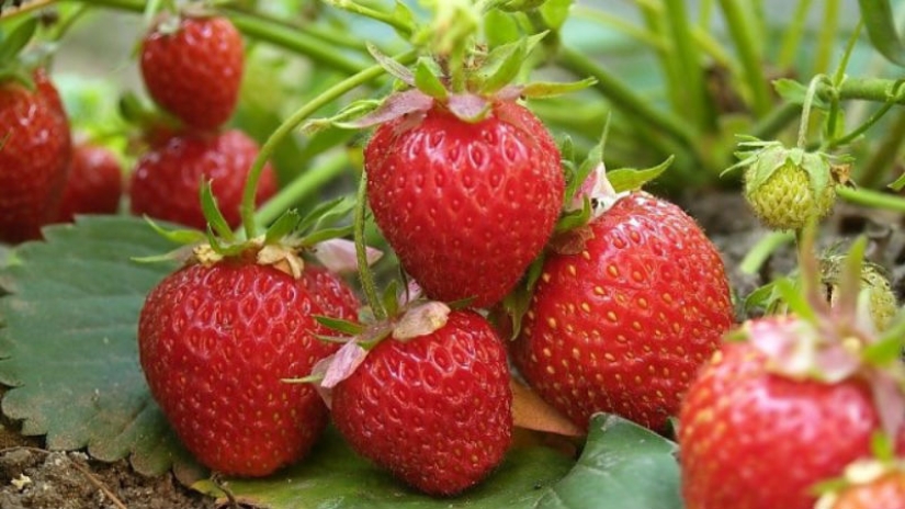 10 amazing properties of strawberries that you had no idea about