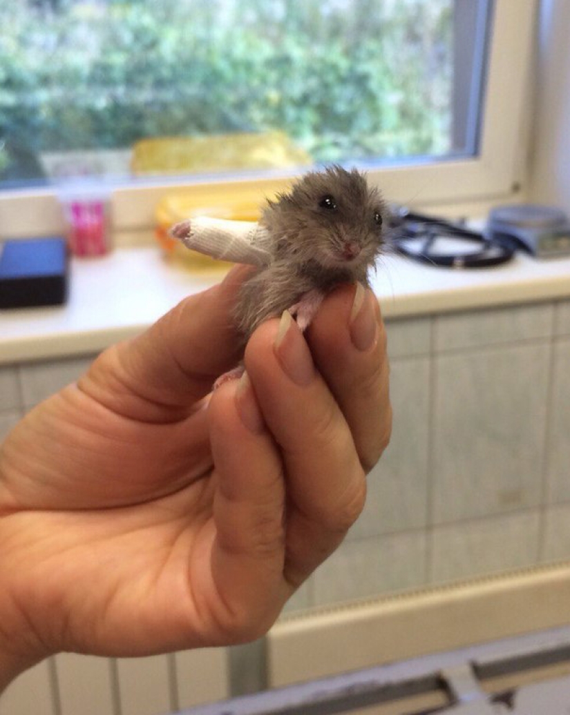10 animales diminutos en moldes de yeso en miniatura