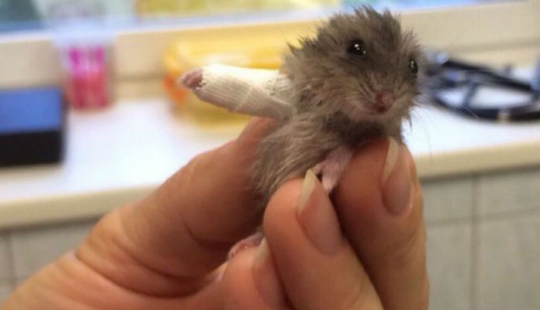 10 animales diminutos en moldes de yeso en miniatura 10 animales diminutos en moldes de yeso en miniatura