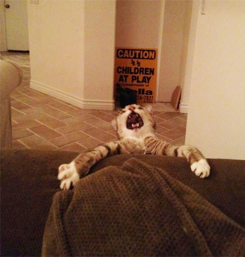 10 Cats Whose Acting Skills Deserve an Oscar