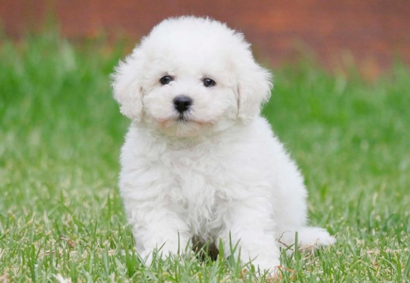 10 Dog Breeds Ideal for an Apartment!