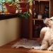 10 Dog Breeds Ideal for an Apartment!