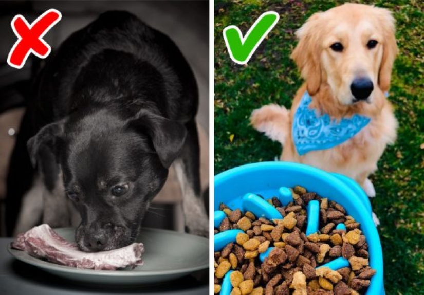 10 dog myths you need to stop believing