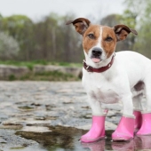10 dog myths you need to stop believing