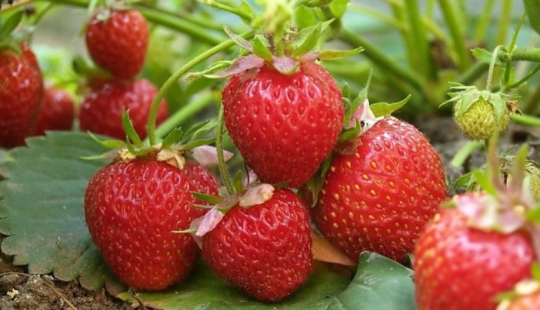 10 increíbles propiedades de las fresas de las que no tenías idea