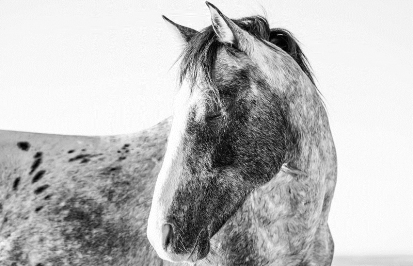 10 magical photographs of the wild horses of Cumberland island