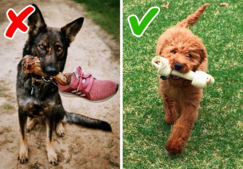 10 mitos sobre perros que debes dejar de creer
