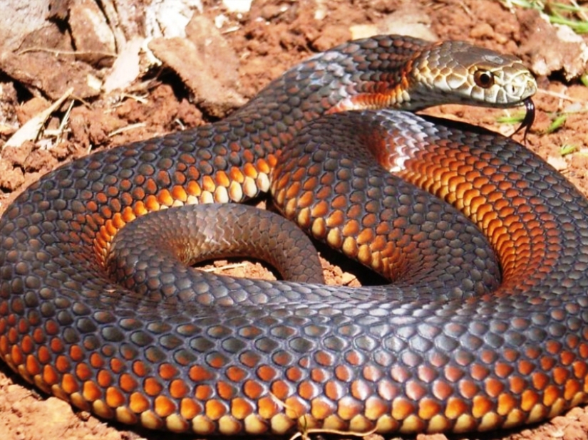 10 most dangerous snakes in the world