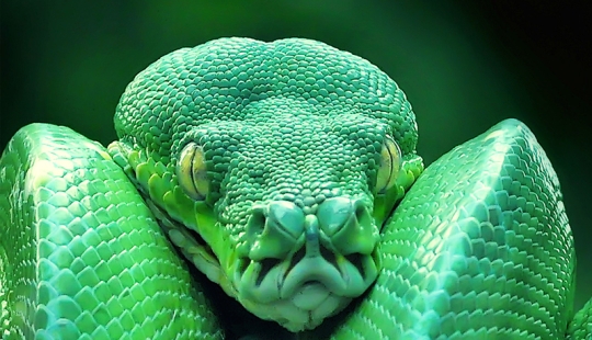 10 most dangerous snakes in the world