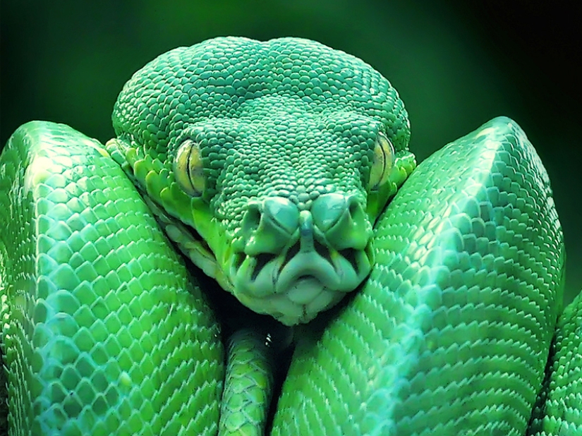 10 most dangerous snakes in the world - Pictolic