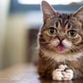 10 most popular pets on the internet