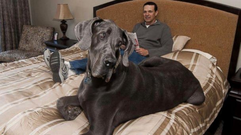 10 most popular pets on the internet