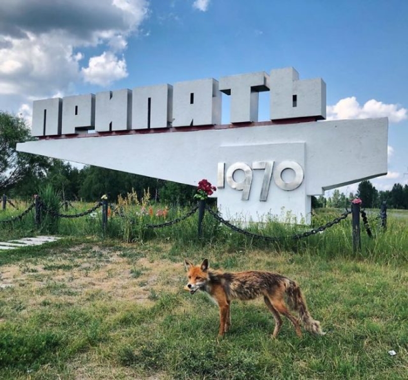 10 photos of nature that won the battle with civilization in the exclusion zone around Chernobyl