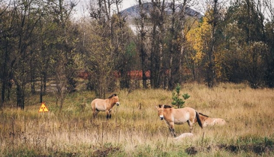 10 photos of nature that won the battle with civilization in the exclusion zone around Chernobyl