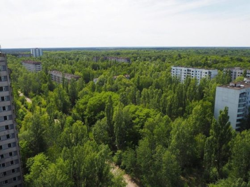10 photos of nature that won the battle with civilization in the exclusion zone around Chernobyl