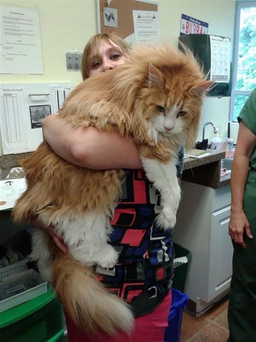 10 Photos That Explain Why The Internet Has Gone Crazy About Maine Coons