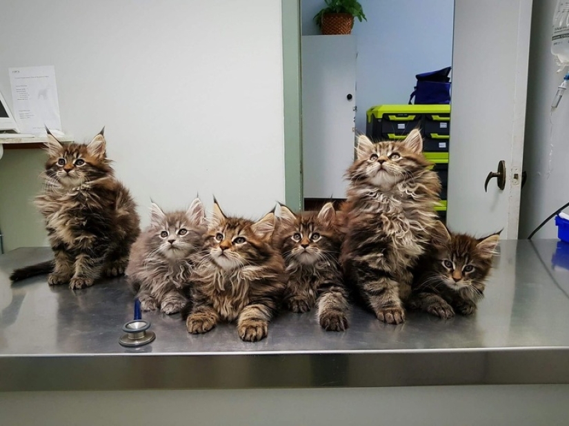 10 Photos That Explain Why The Internet Has Gone Crazy About Maine Coons