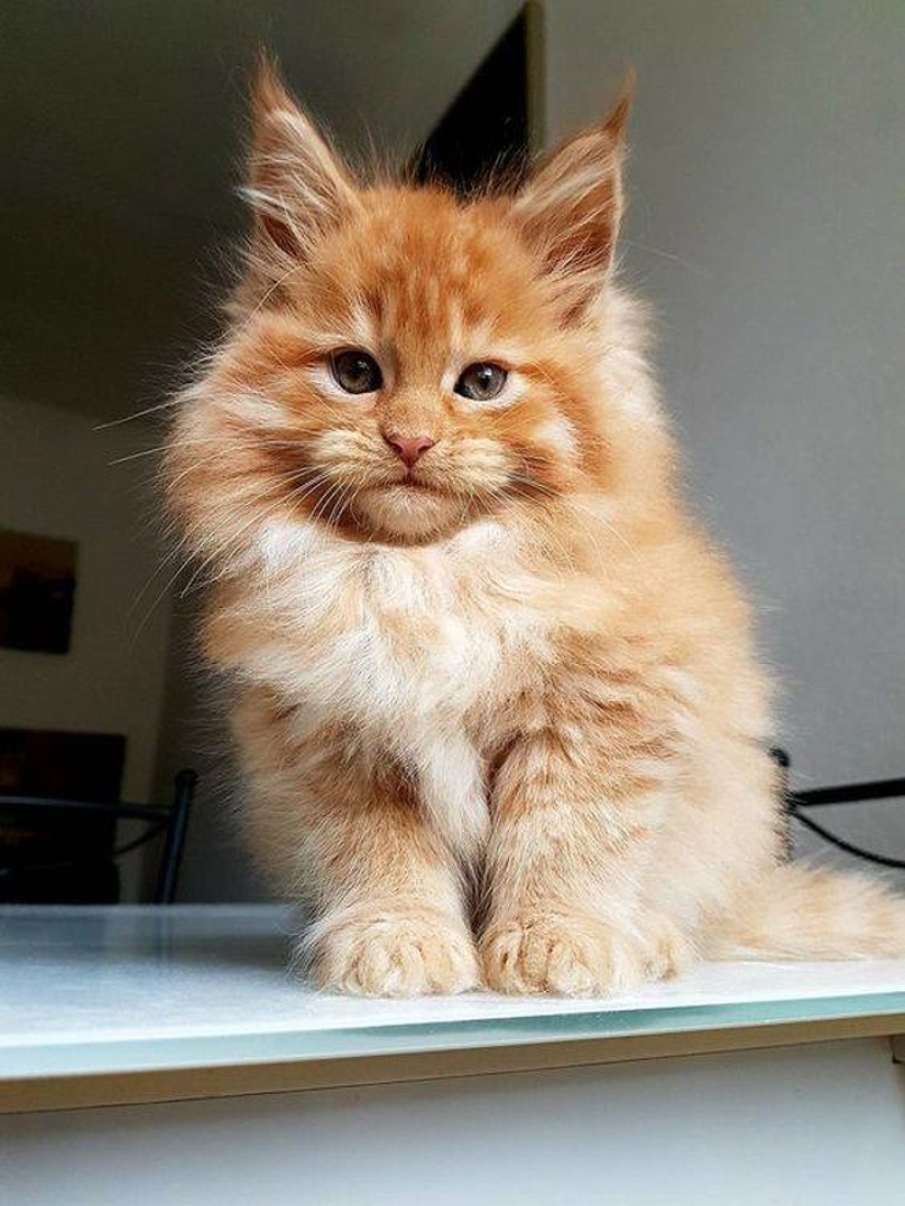 10 Photos That Explain Why The Internet Has Gone Crazy About Maine Coons