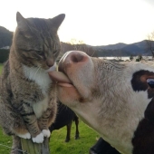 10 Photos That Prove Life With Cats Is An Adventure Full Of Love And Fun