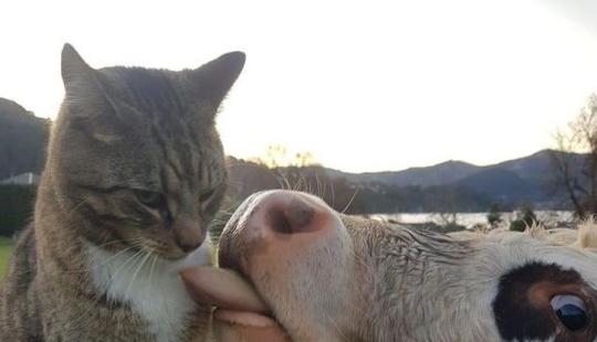 10 Photos That Prove Life With Cats Is An Adventure Full Of Love And Fun