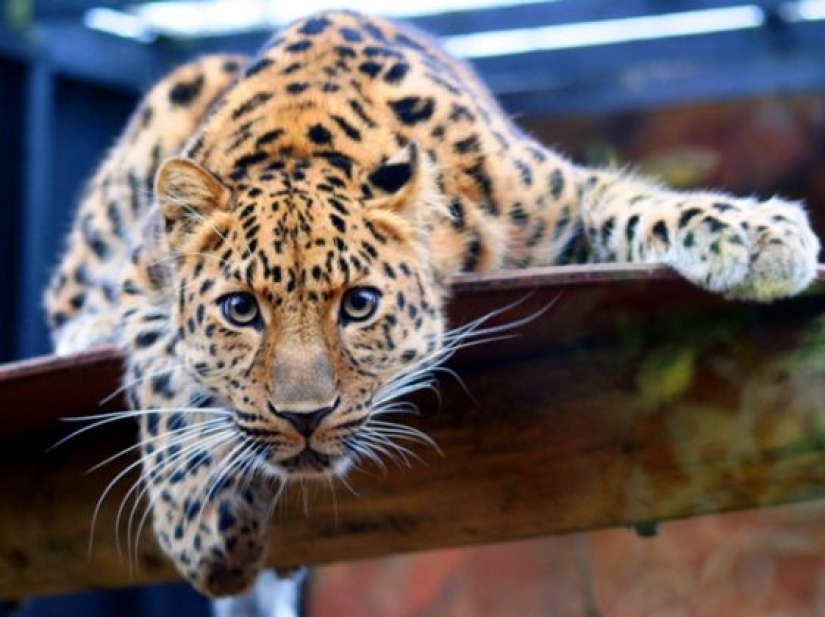 10 rare animals that are almost impossible to see in the wild