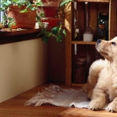10 razas de perros ¡Ideales para un apartamento!