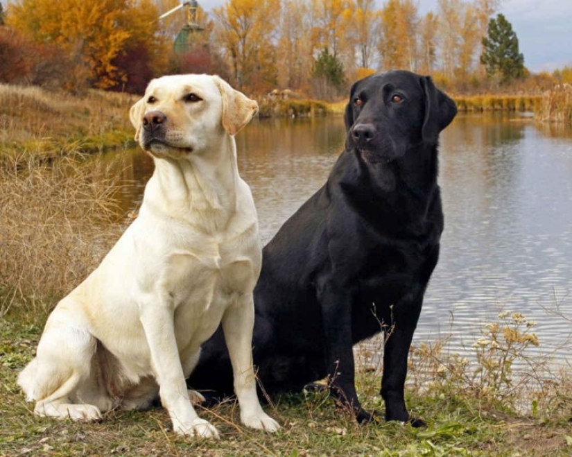 10 razas de perros ¡Ideales para un departamento!