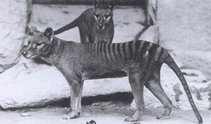 10 species of animals that were exterminated by man