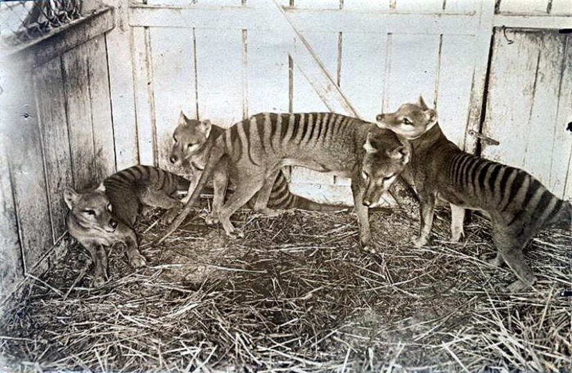 10 species of animals that were exterminated by man