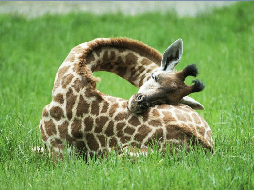 10 Surprising Facts About Giraffes