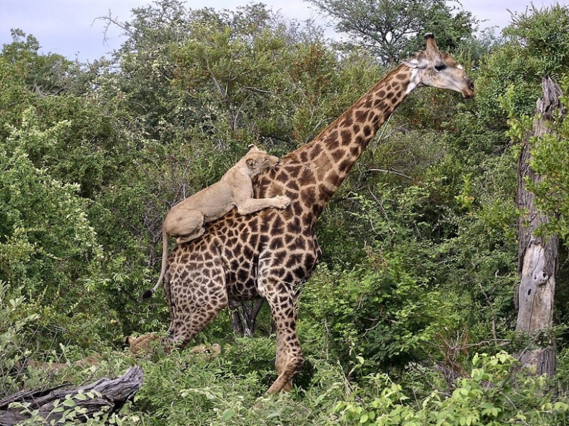 10 Surprising Facts About Giraffes