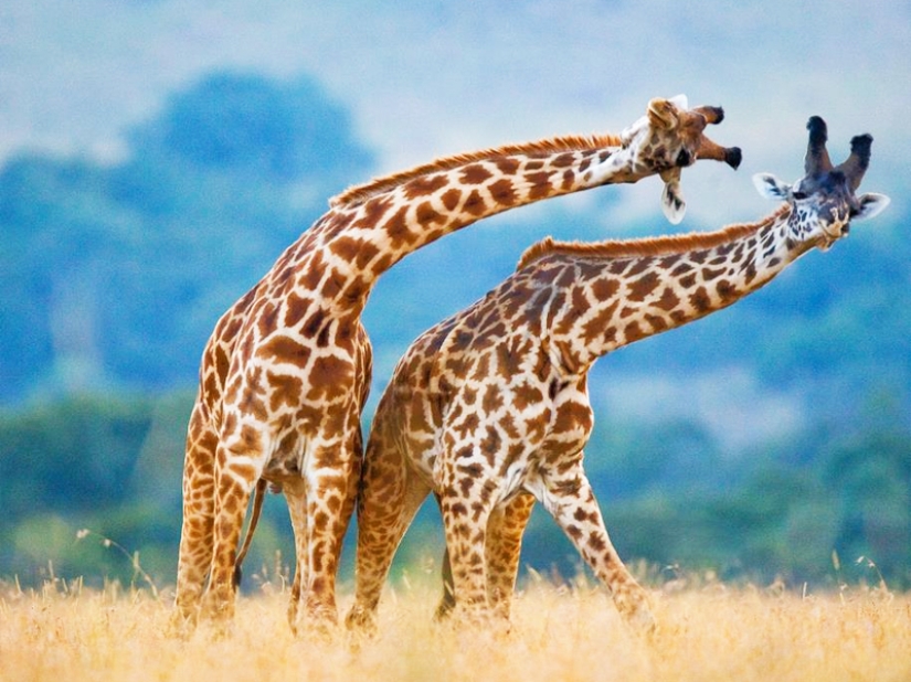 10 Surprising Facts About Giraffes - Pictolic