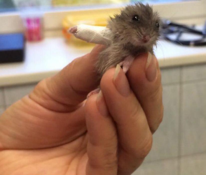 10 tiny animals in miniature plaster casts